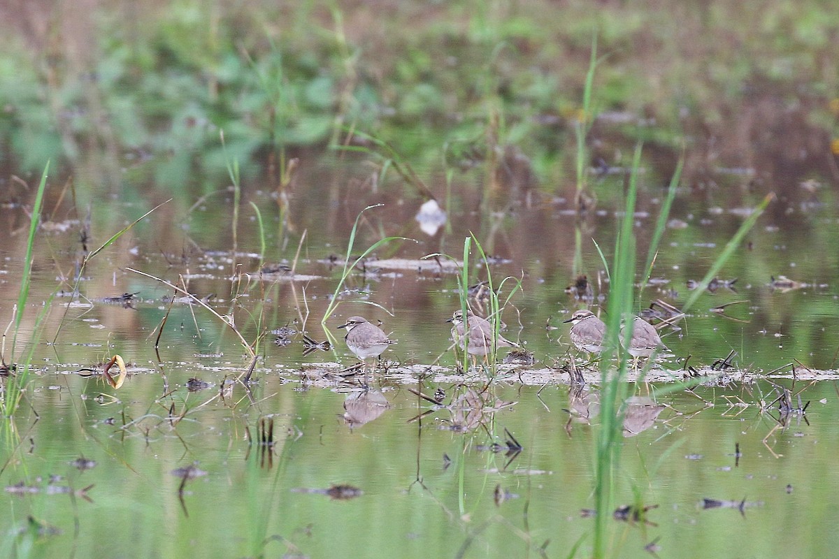 Long-billed Plover - Chih-Wei(David) Lin