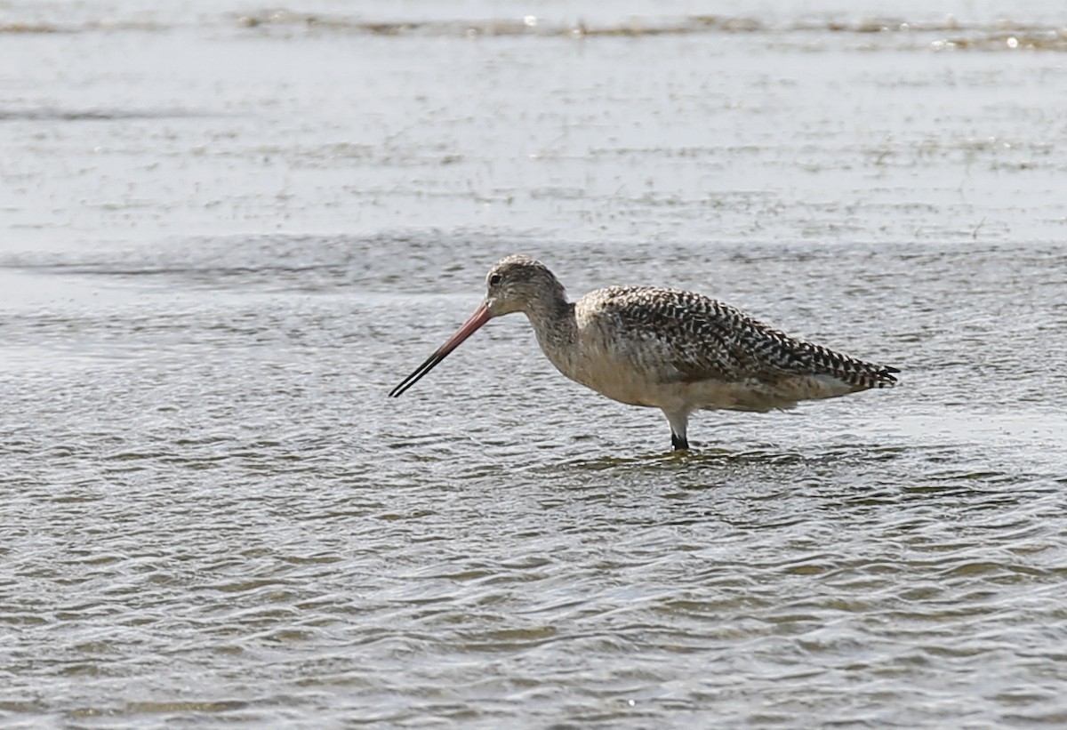 Marbled Godwit - Anonymous