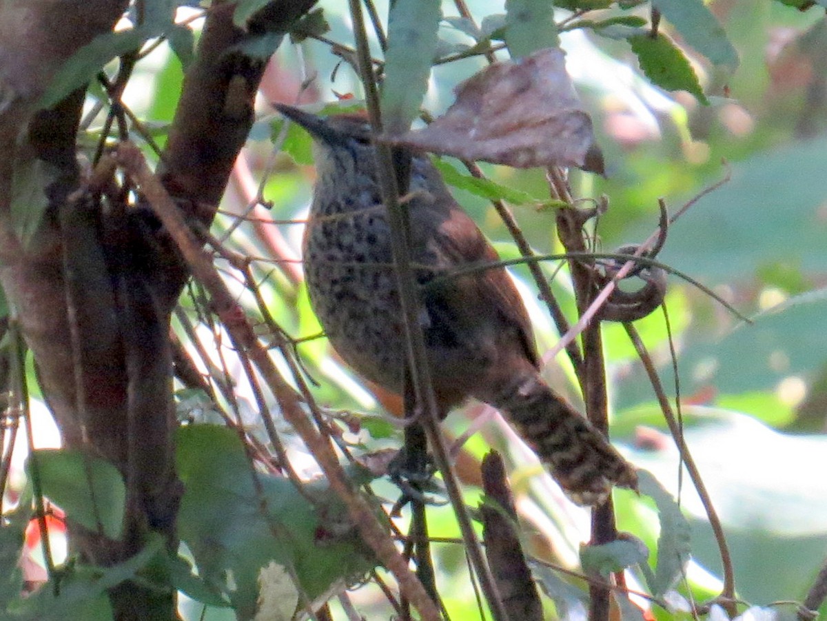 Spot-breasted Wren - Scott Schwenk