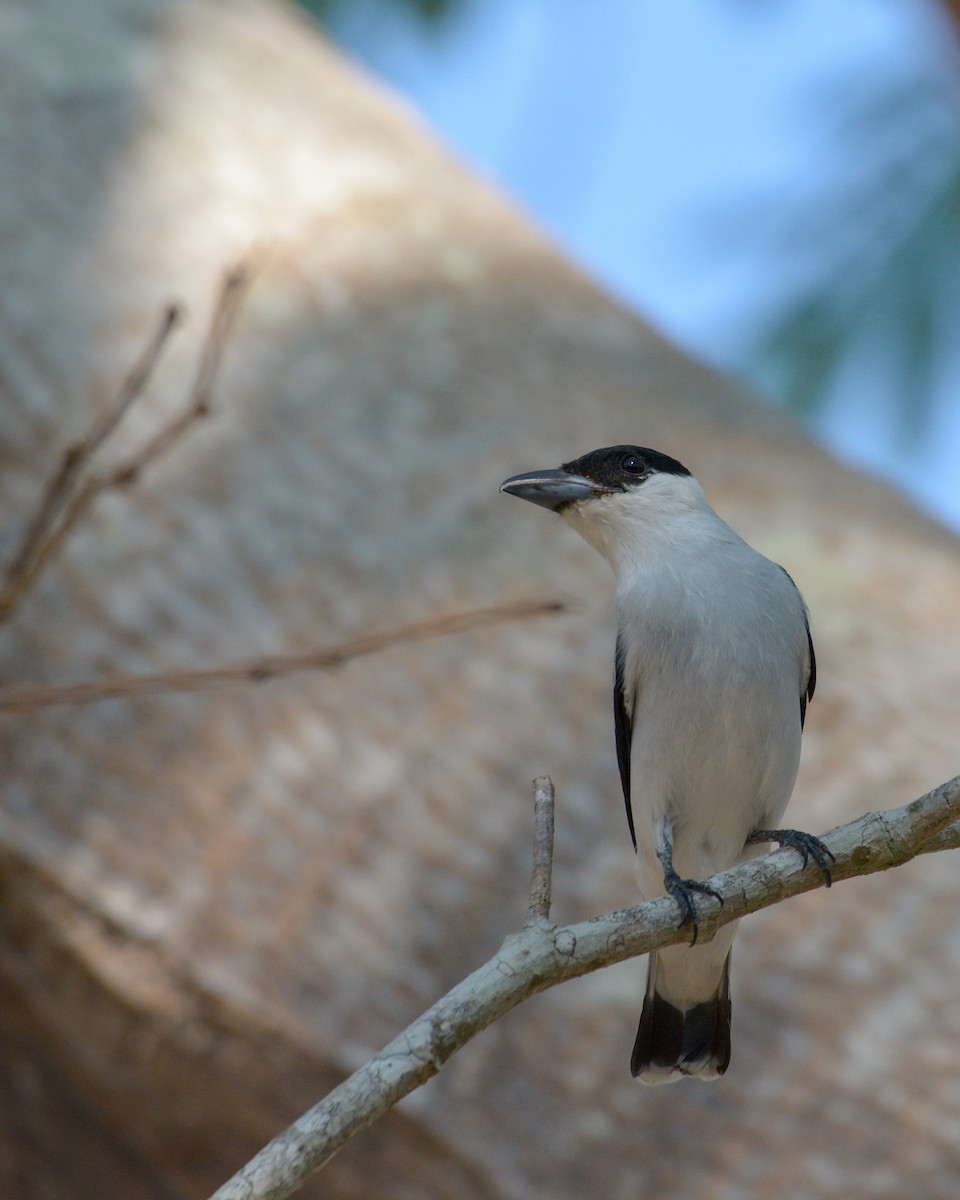 Black-crowned Tityra - Luis Trinchan