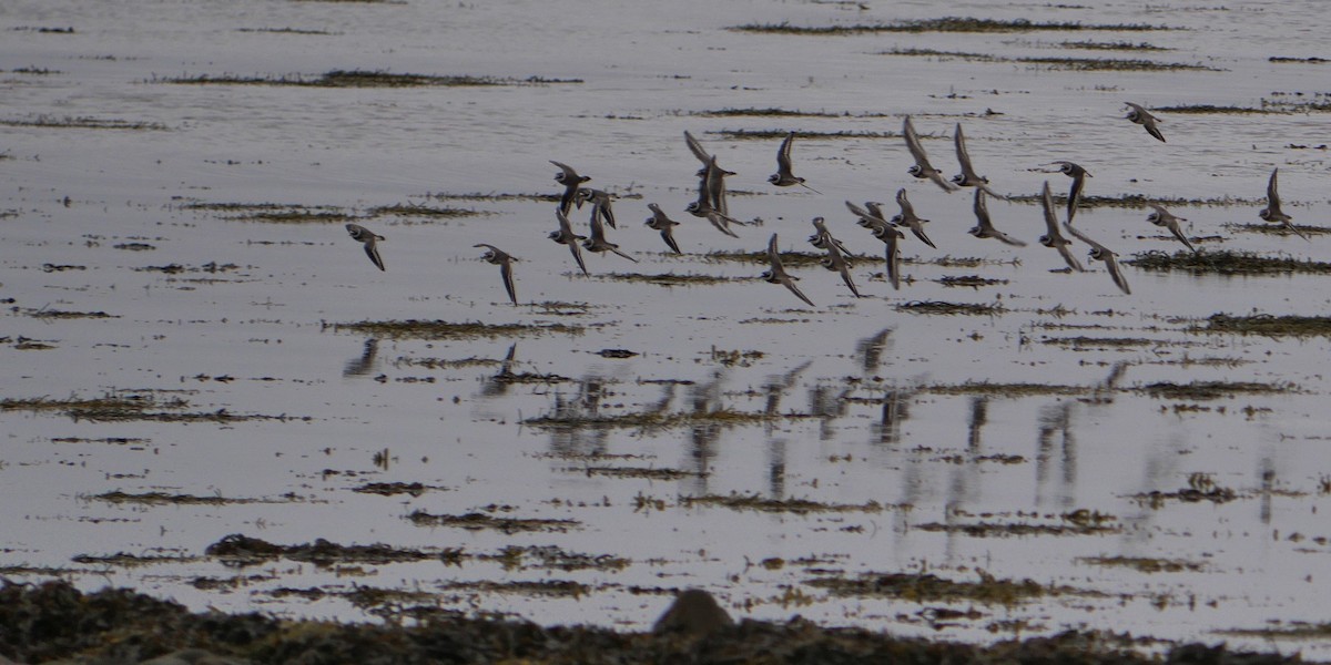 Common Ringed Plover - ML618083501