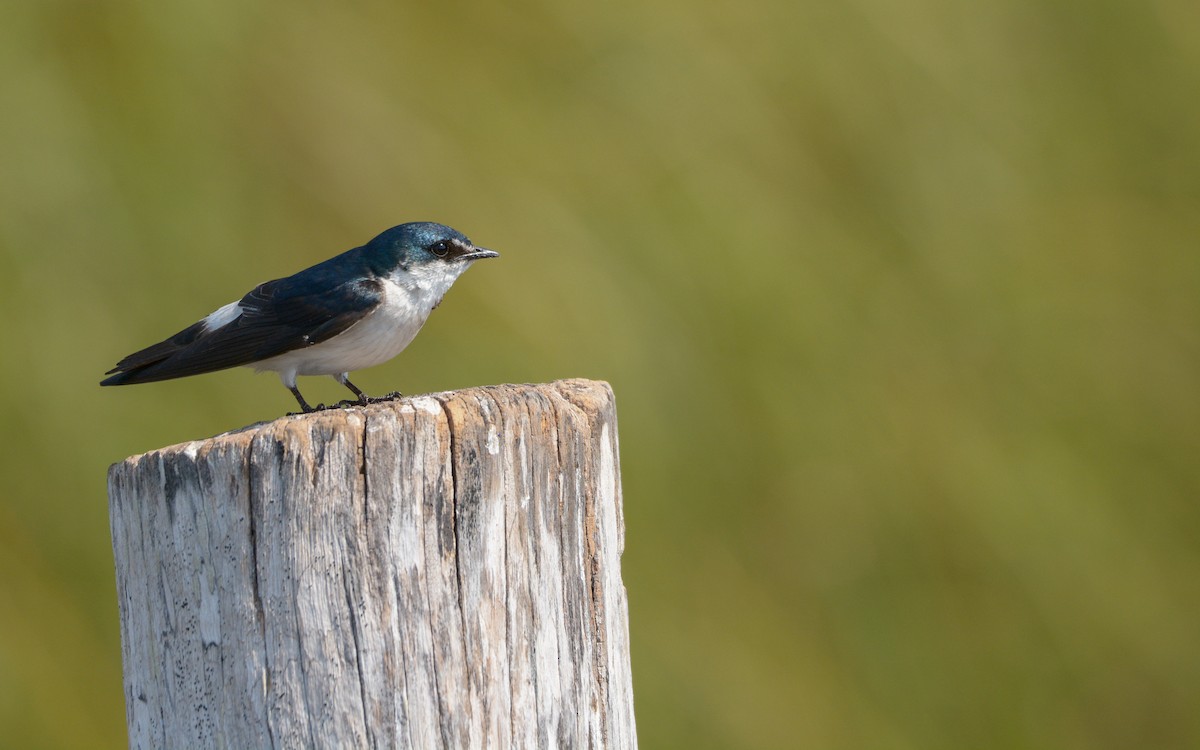 Mangrove Swallow - Luis Trinchan