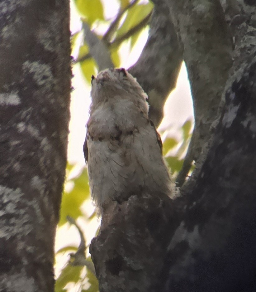 Common Potoo - Alex Single