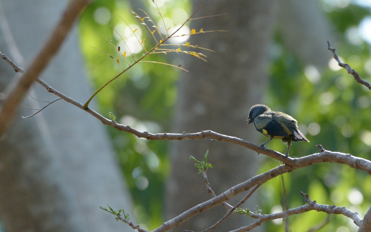 Yellow-winged Tanager - Luis Trinchan