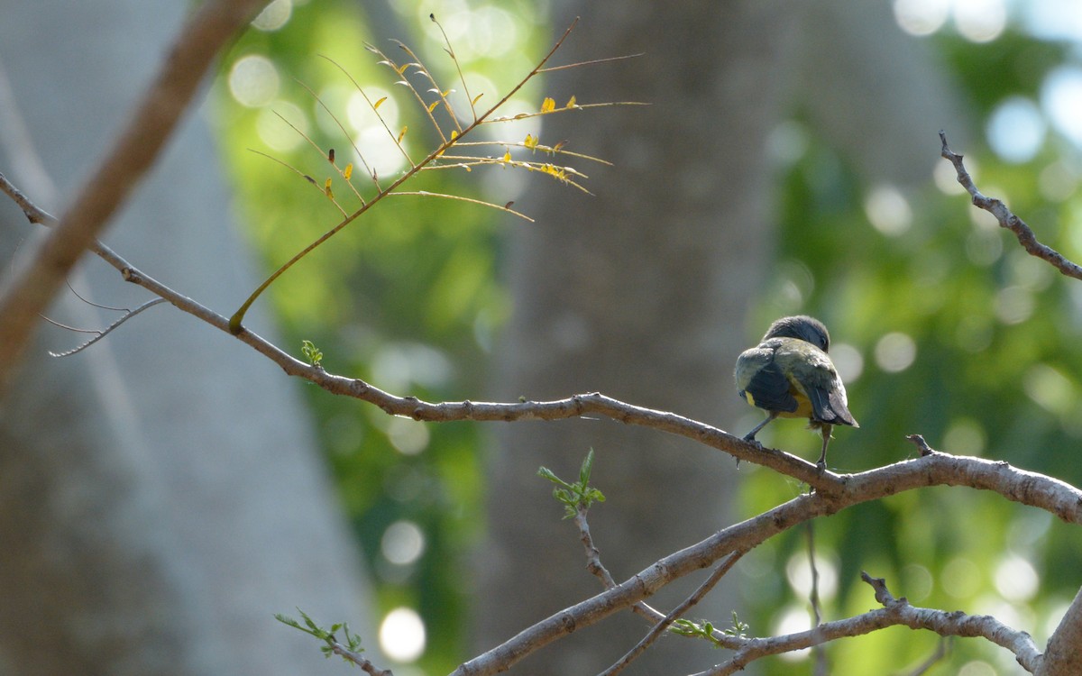 Yellow-winged Tanager - Luis Trinchan