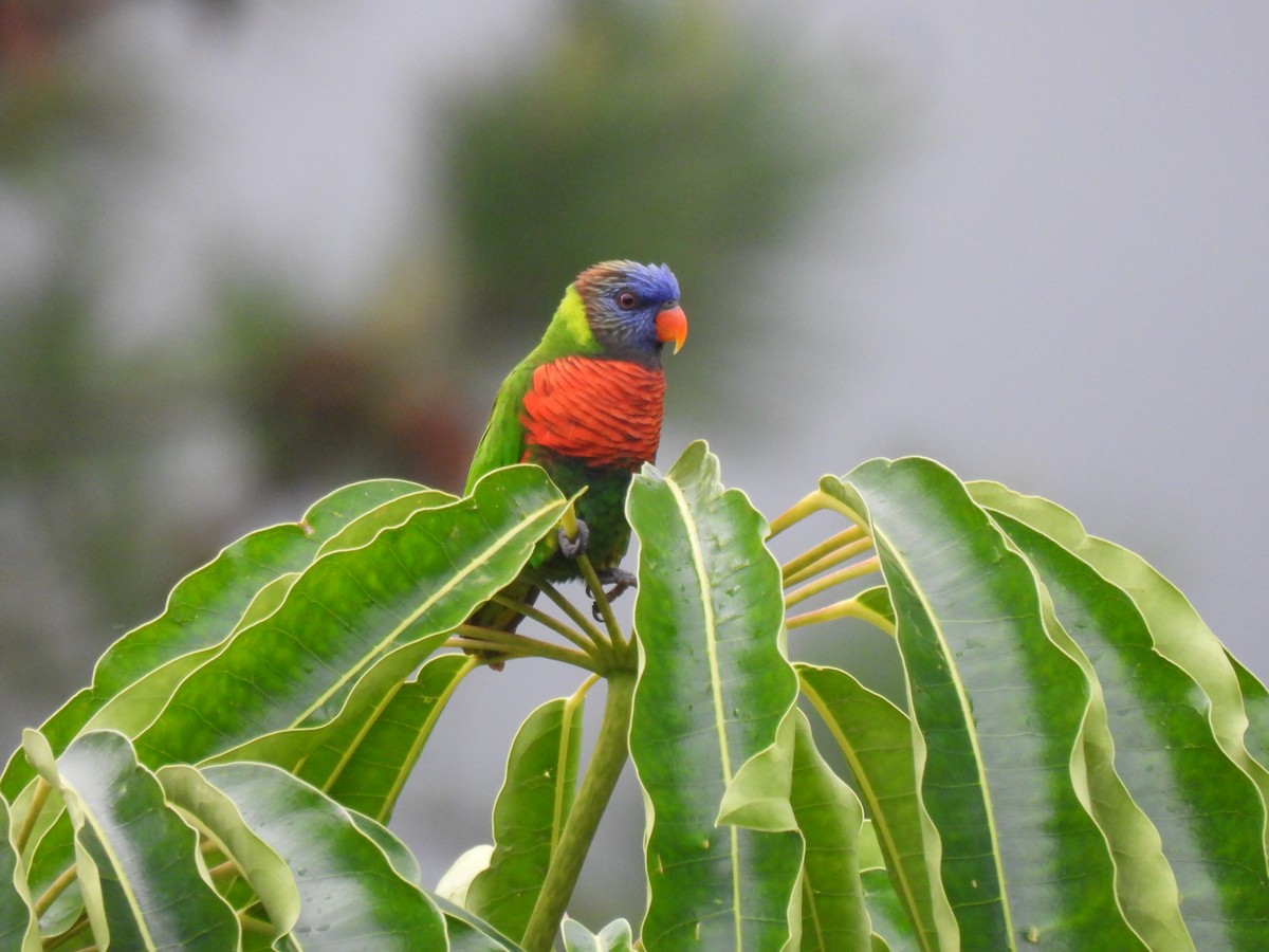 新幾內亞彩虹吸蜜鸚鵡 - ML618083528