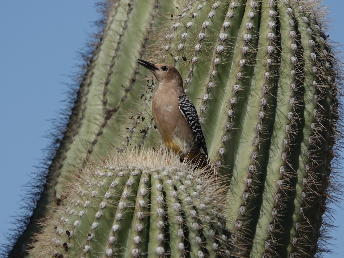 Gila Woodpecker - Robin Oxley 🦉