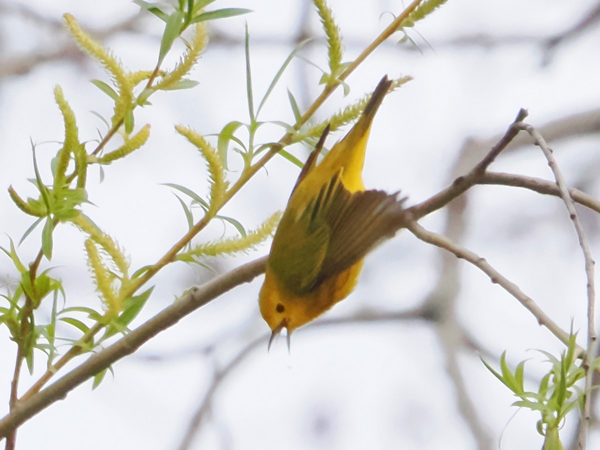 Yellow Warbler - John Felton