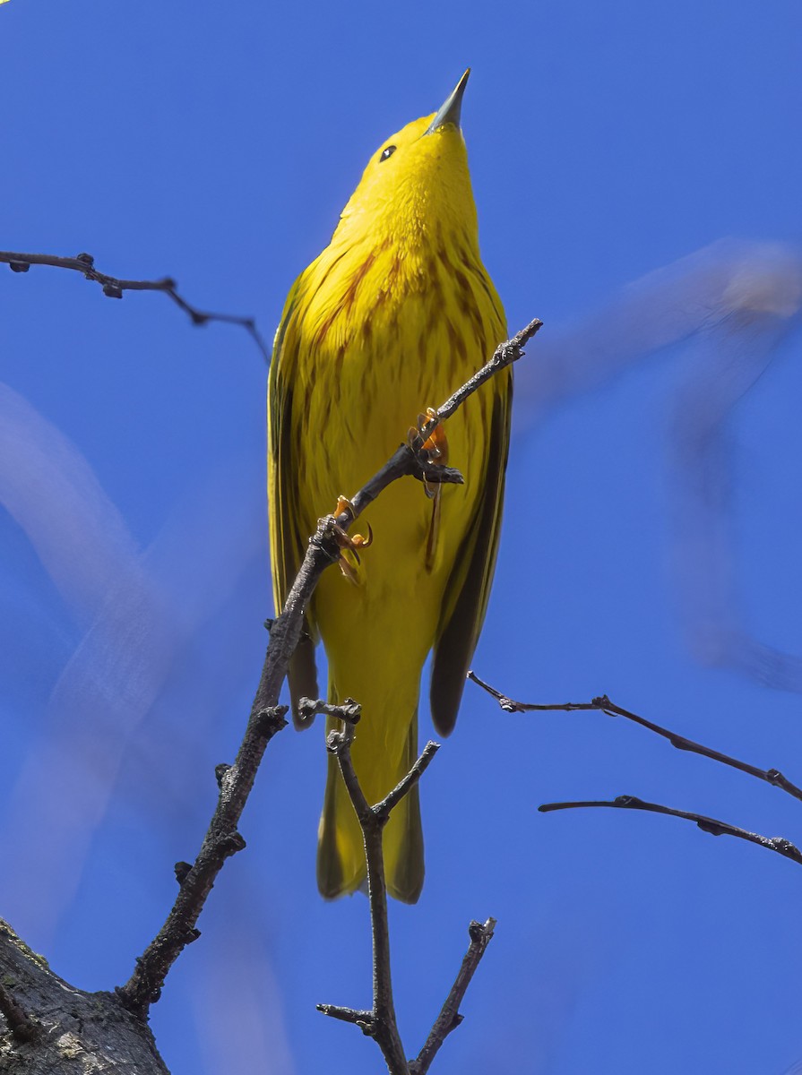 Yellow Warbler - Elliot Barnathan