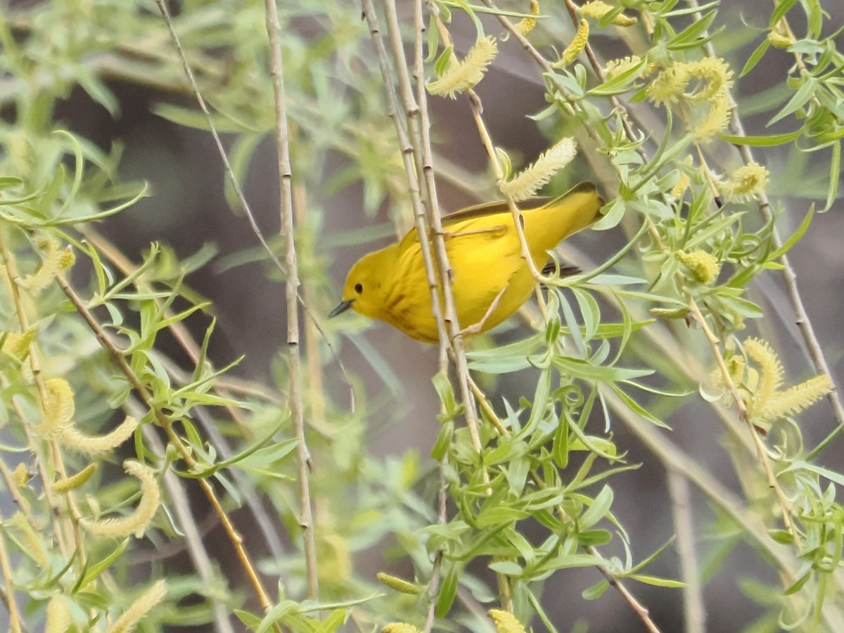 Yellow Warbler - John Felton