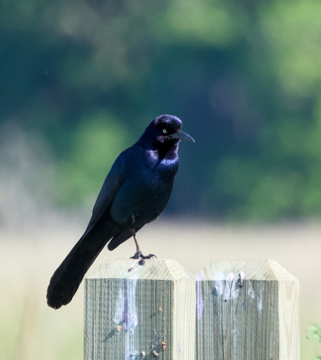 Boat-tailed Grackle - Alan Desbonnet