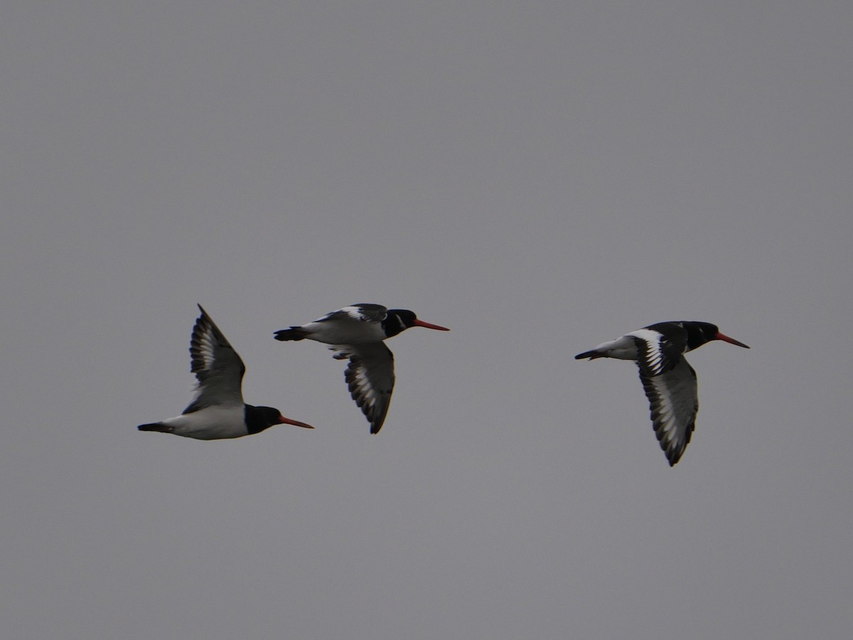 Eurasian Oystercatcher - ML618083615