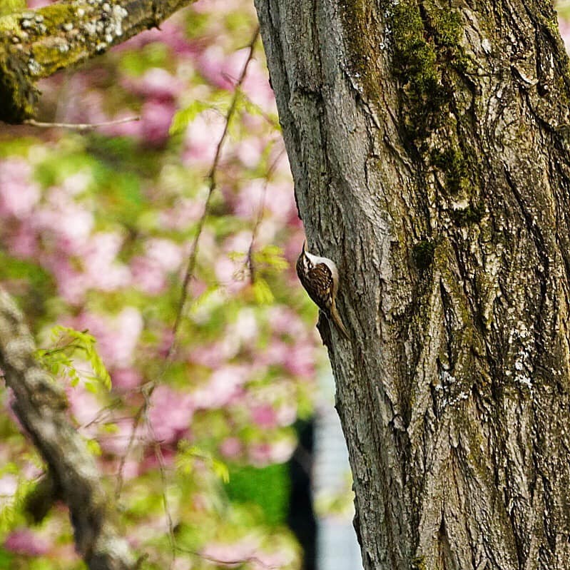 Brown Creeper - ML618083617