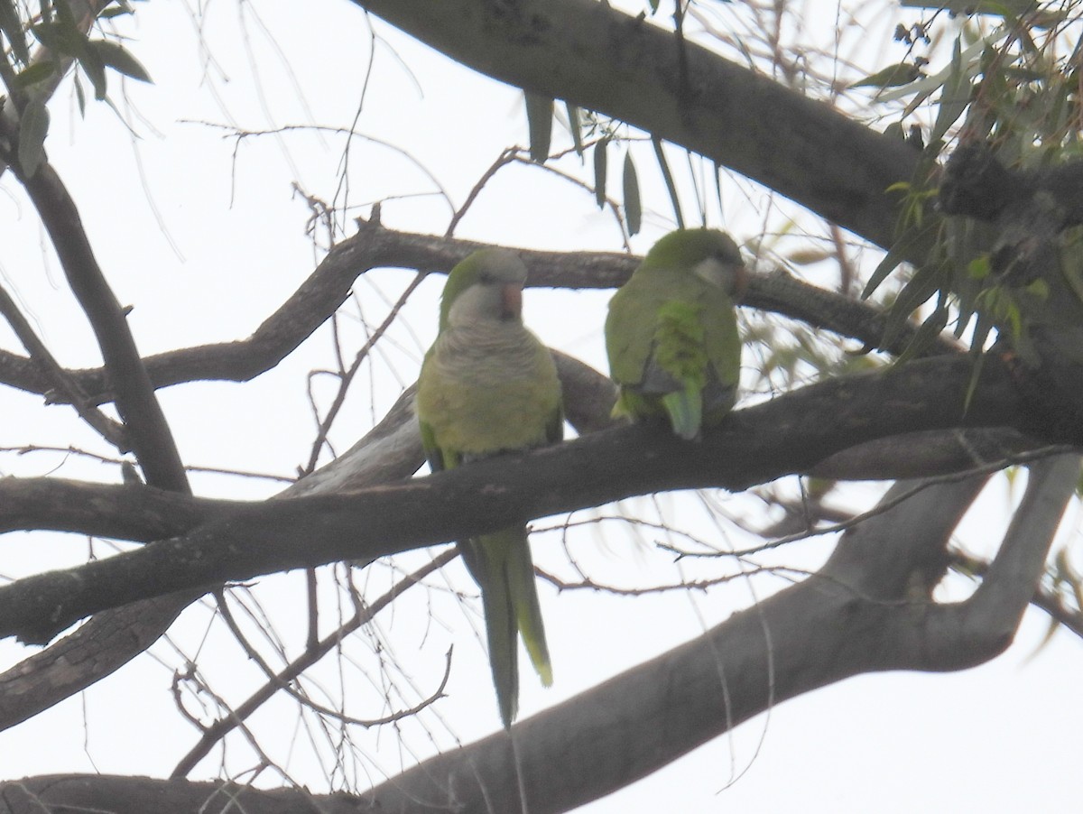 Monk Parakeet - bob butler