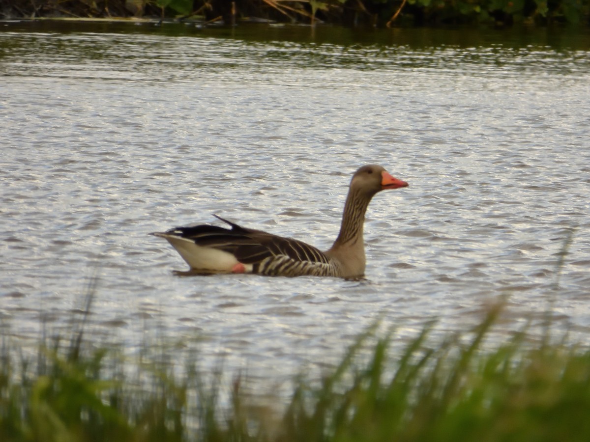 Graylag Goose - Dennis op 't Roodt