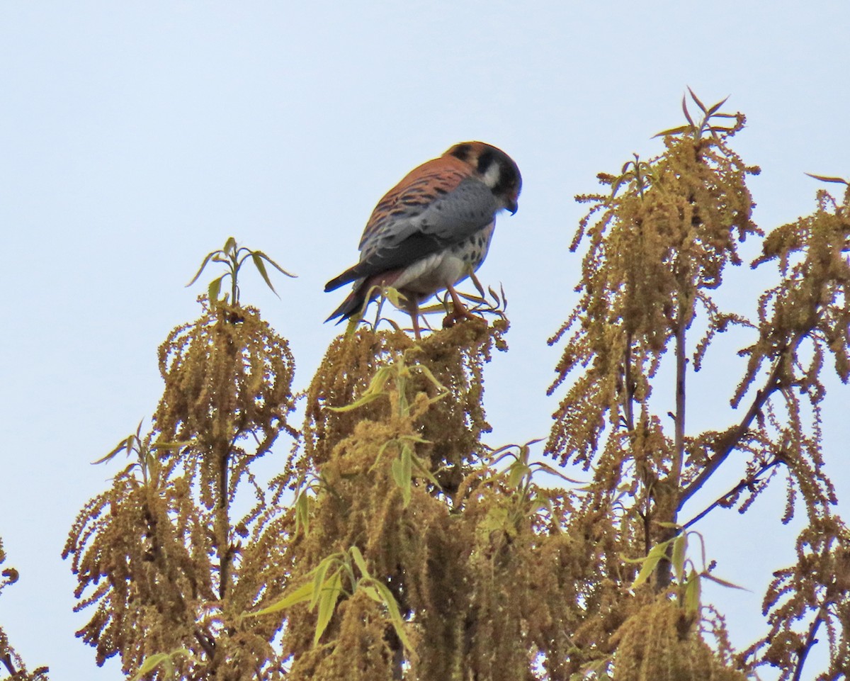 American Kestrel - Andrea Evans