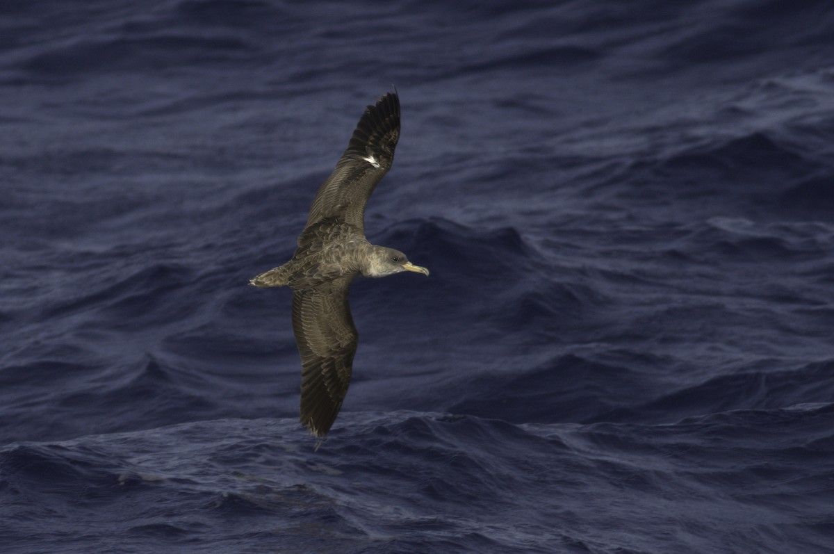 Cory's Shearwater (borealis) - ML618083628