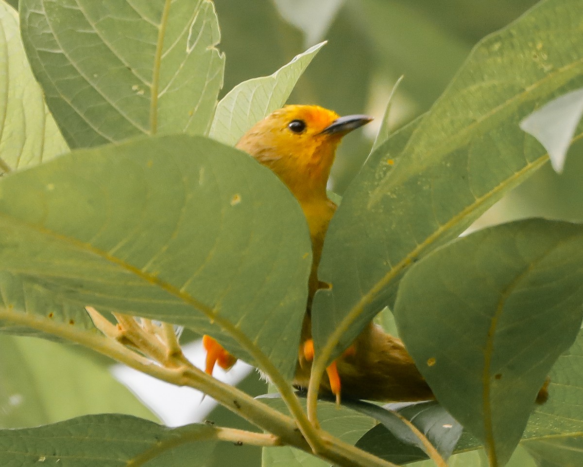 Orange-fronted Plushcrown - ML618083638