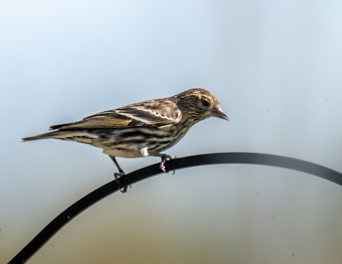 Pine Siskin - Christine Andrews