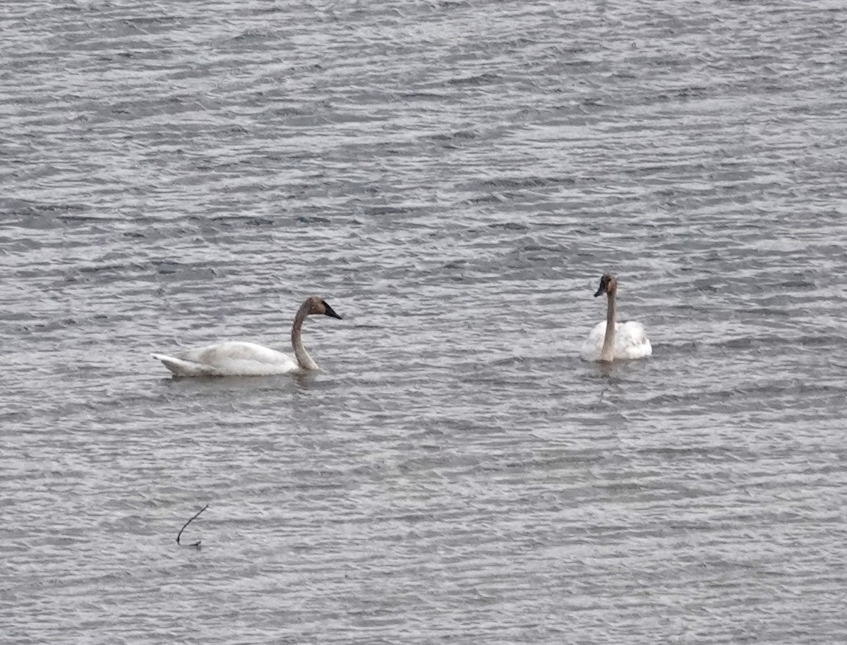 Trumpeter Swan - ML618083666