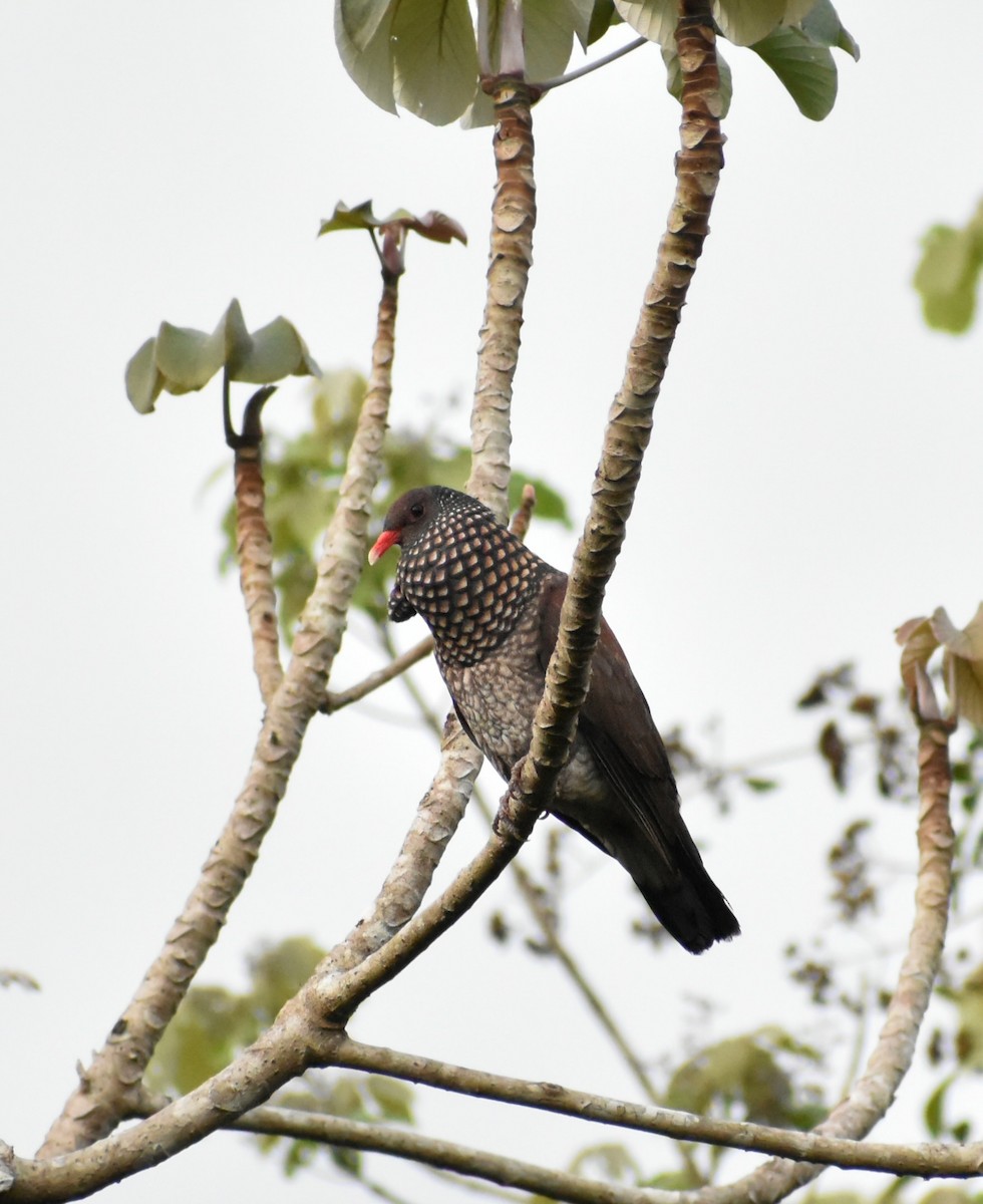 Scaled Pigeon - Sergio Abad Garcia