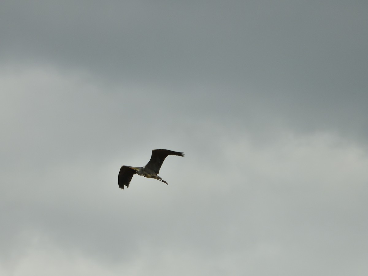 Gray Heron - Dennis op 't Roodt