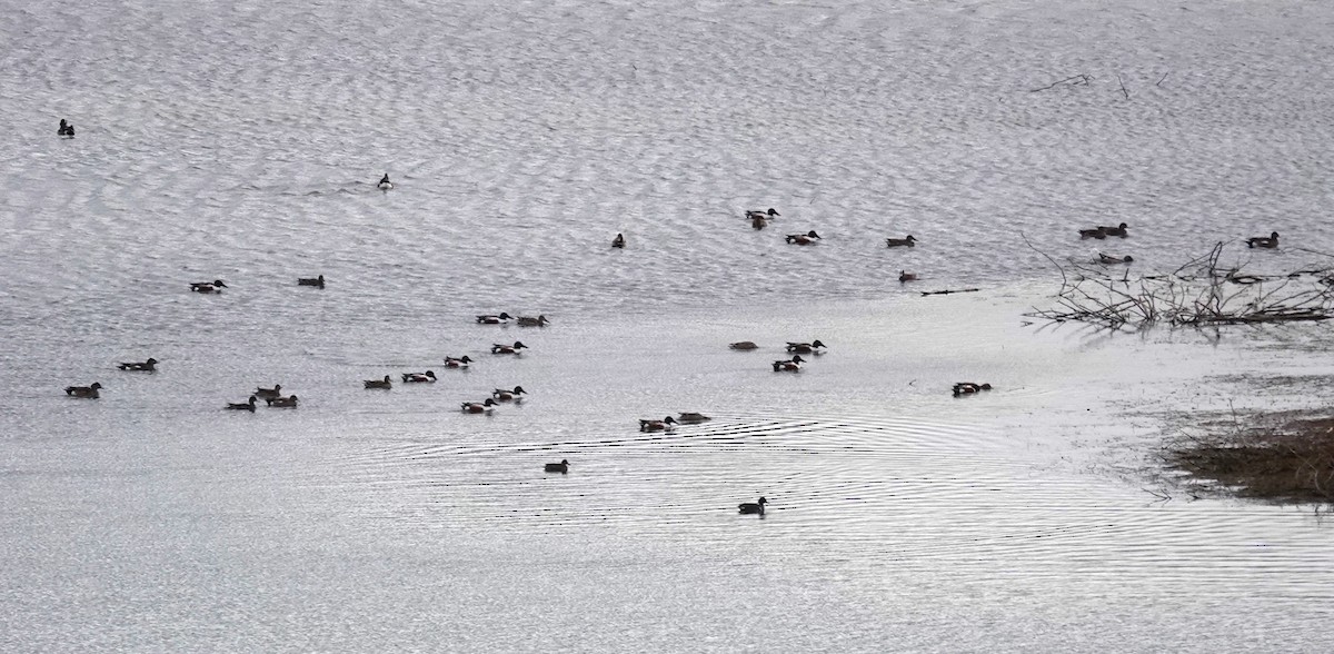 Northern Shoveler - Diane Stinson