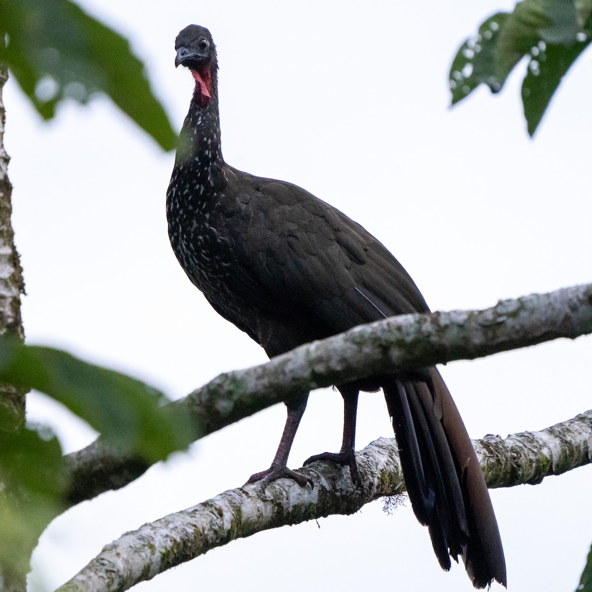 Crested Guan - Anthony Batista