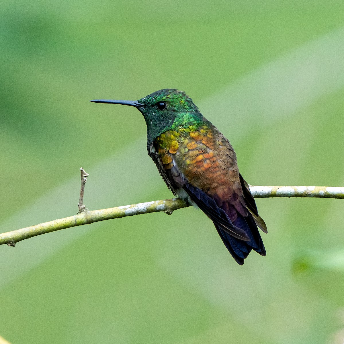 Snowy-bellied Hummingbird - Anthony Batista