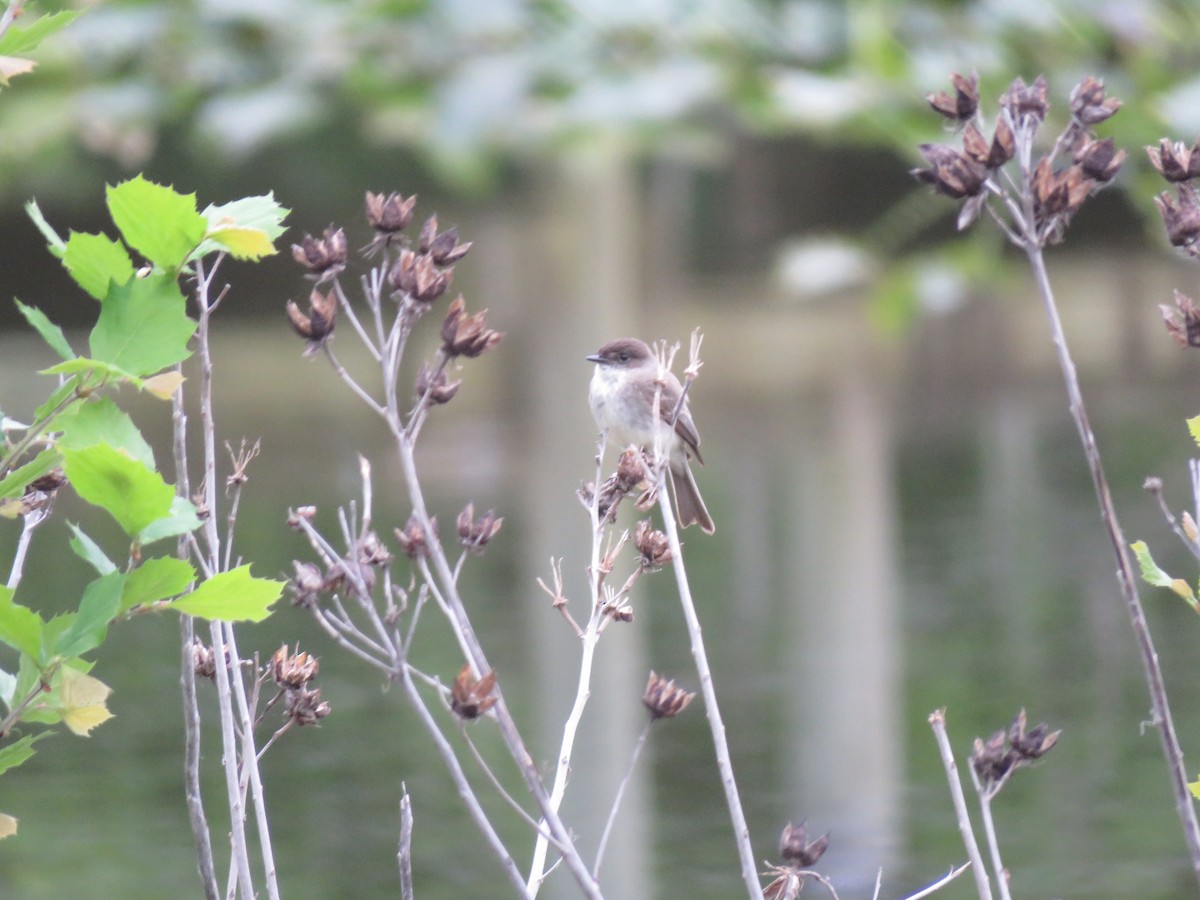 Eastern Phoebe - Keith Jahoda