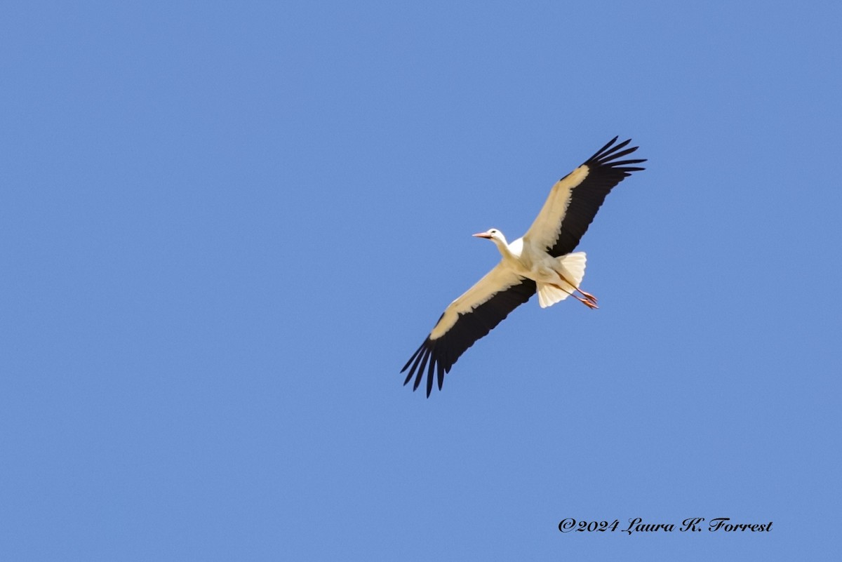 White Stork - ML618083751