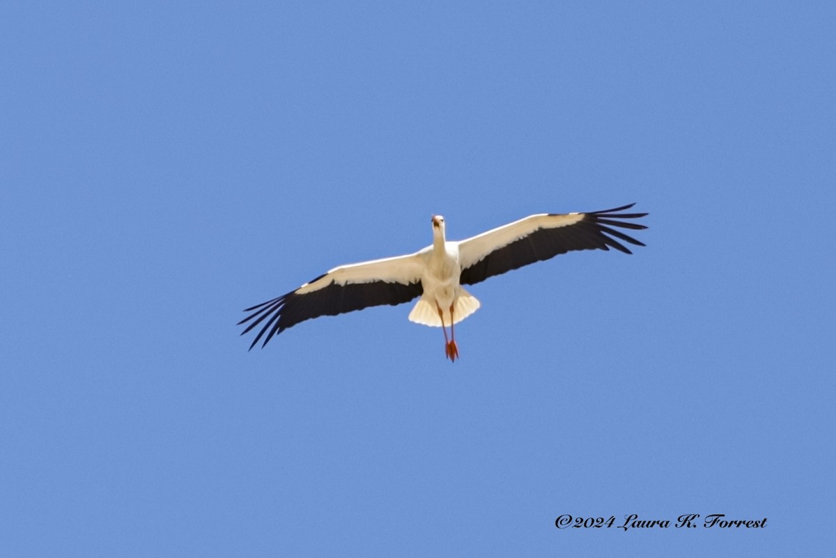 White Stork - ML618083752