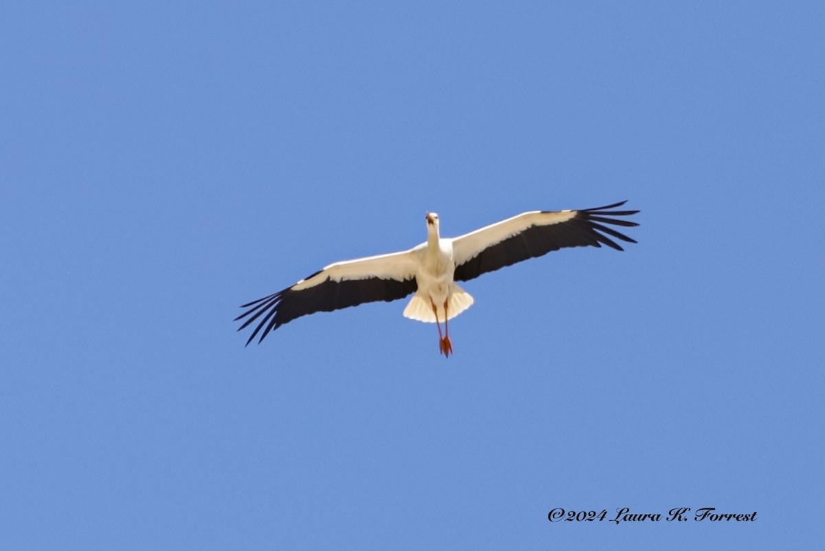 Cigüeña Blanca - ML618083752