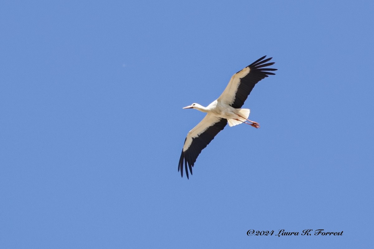 White Stork - ML618083753