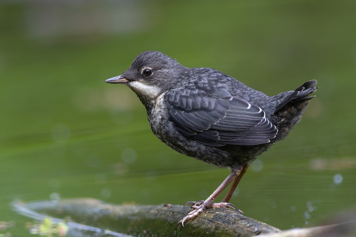 White-throated Dipper - Volker Hesse