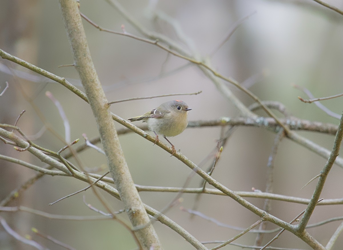 Ruby-crowned Kinglet - Osvaldo Araya