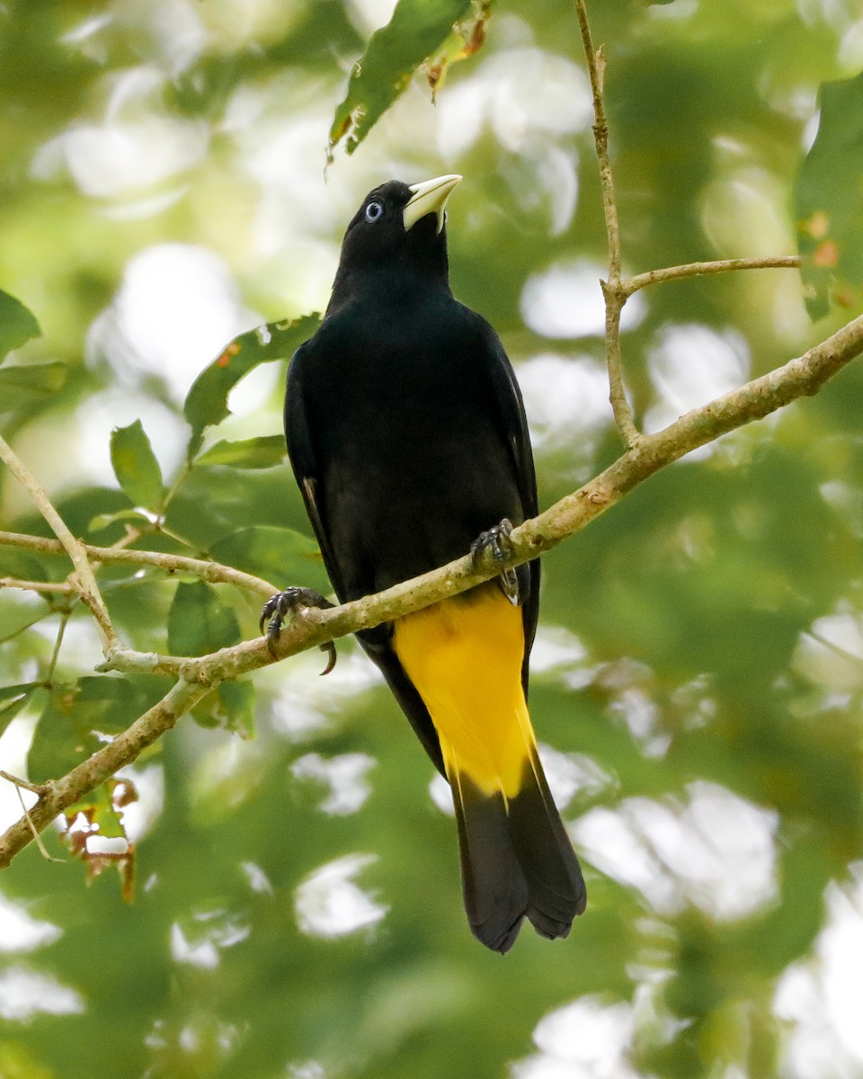 Yellow-rumped Cacique - Matthew Douglas Gable