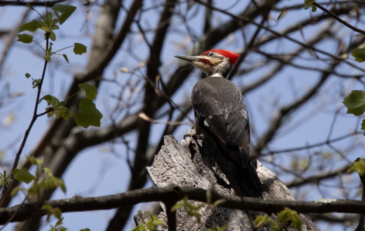 Pileated Woodpecker - Keith Leonard