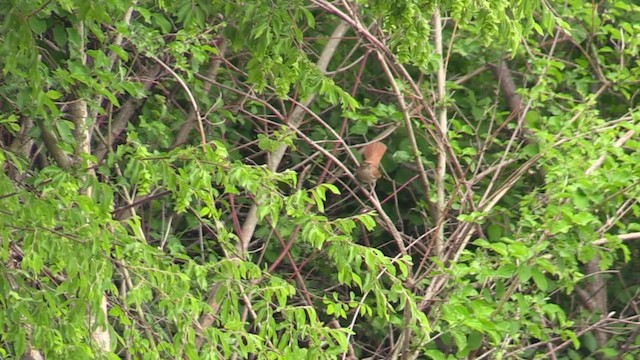 Common Nightingale - ML618083789