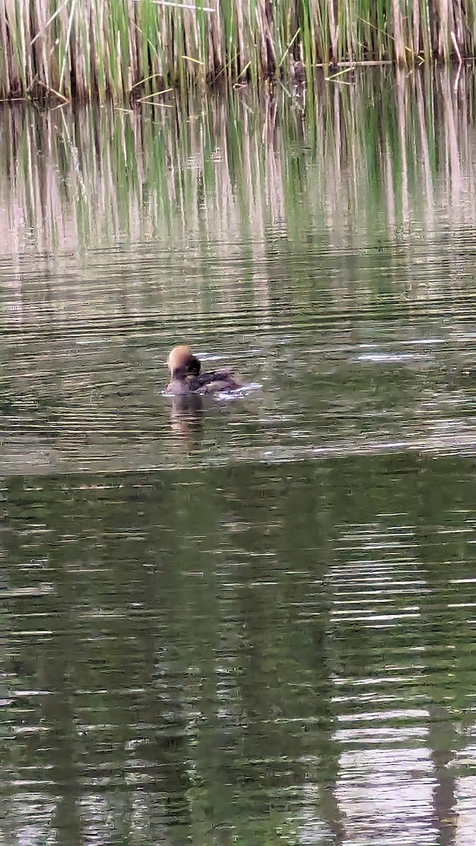 Hooded Merganser - Anonymous