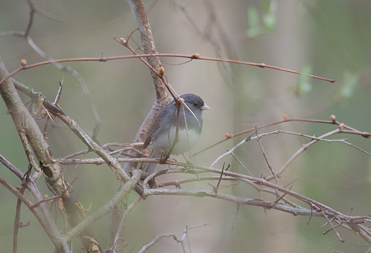 Dark-eyed Junco - Osvaldo Araya