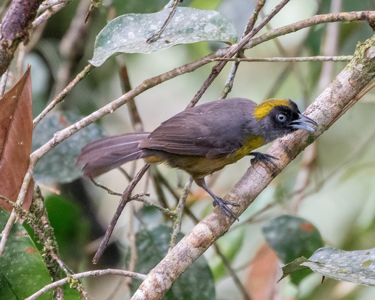 Dusky-faced Tanager - Matthew Douglas Gable