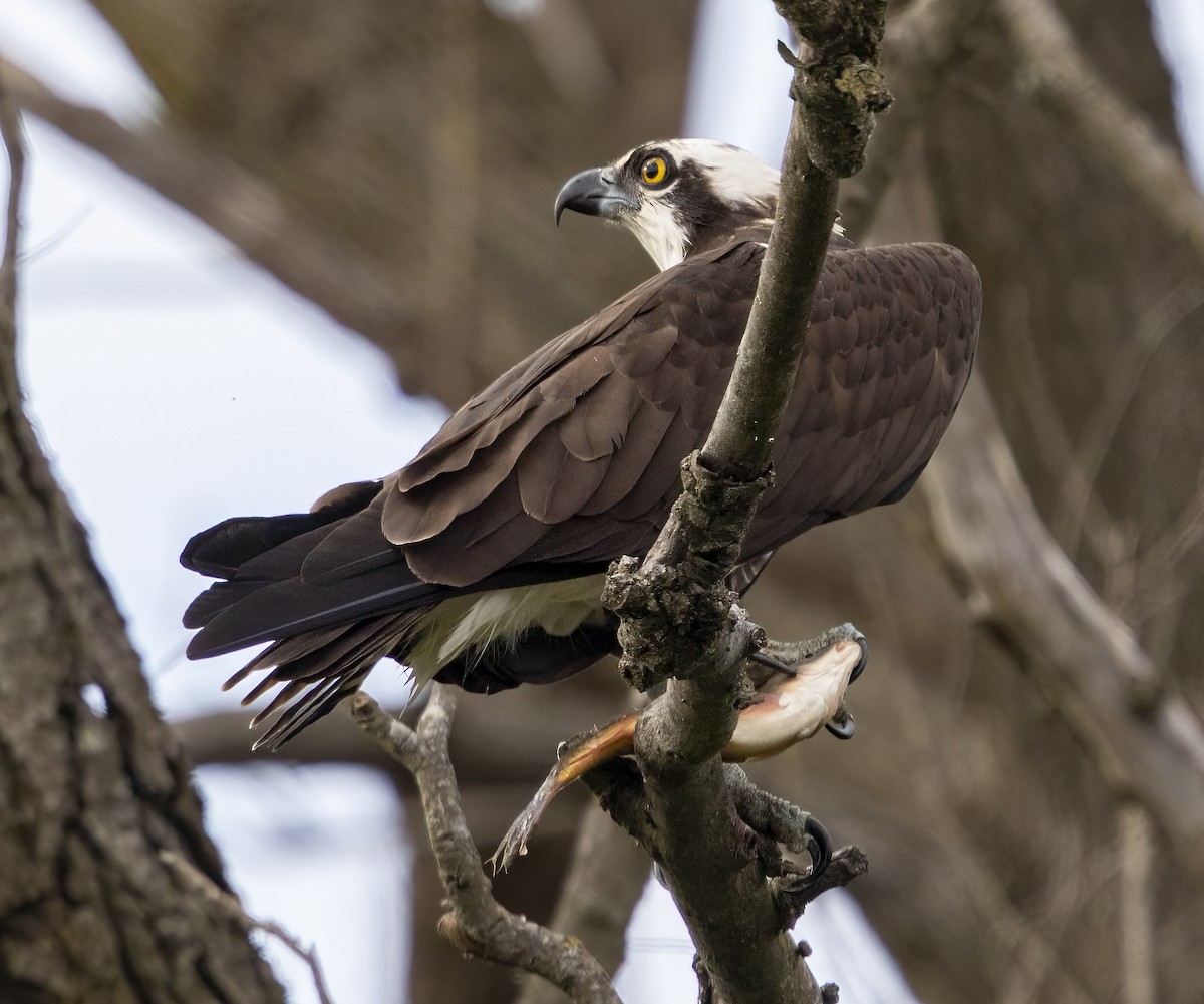 Osprey - Elliot Barnathan