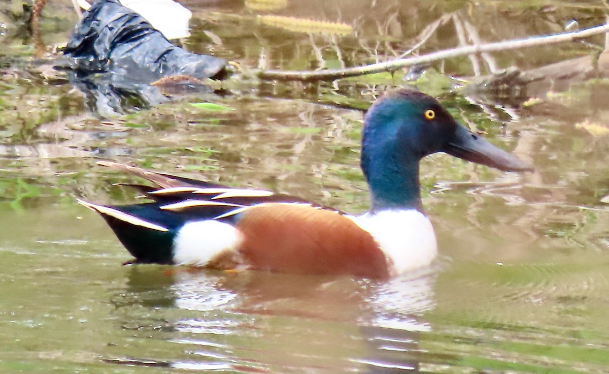 Northern Shoveler - Randy Shonkwiler