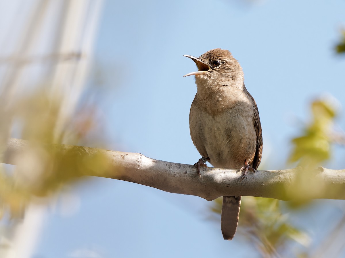 House Wren - Daniel Schlaepfer