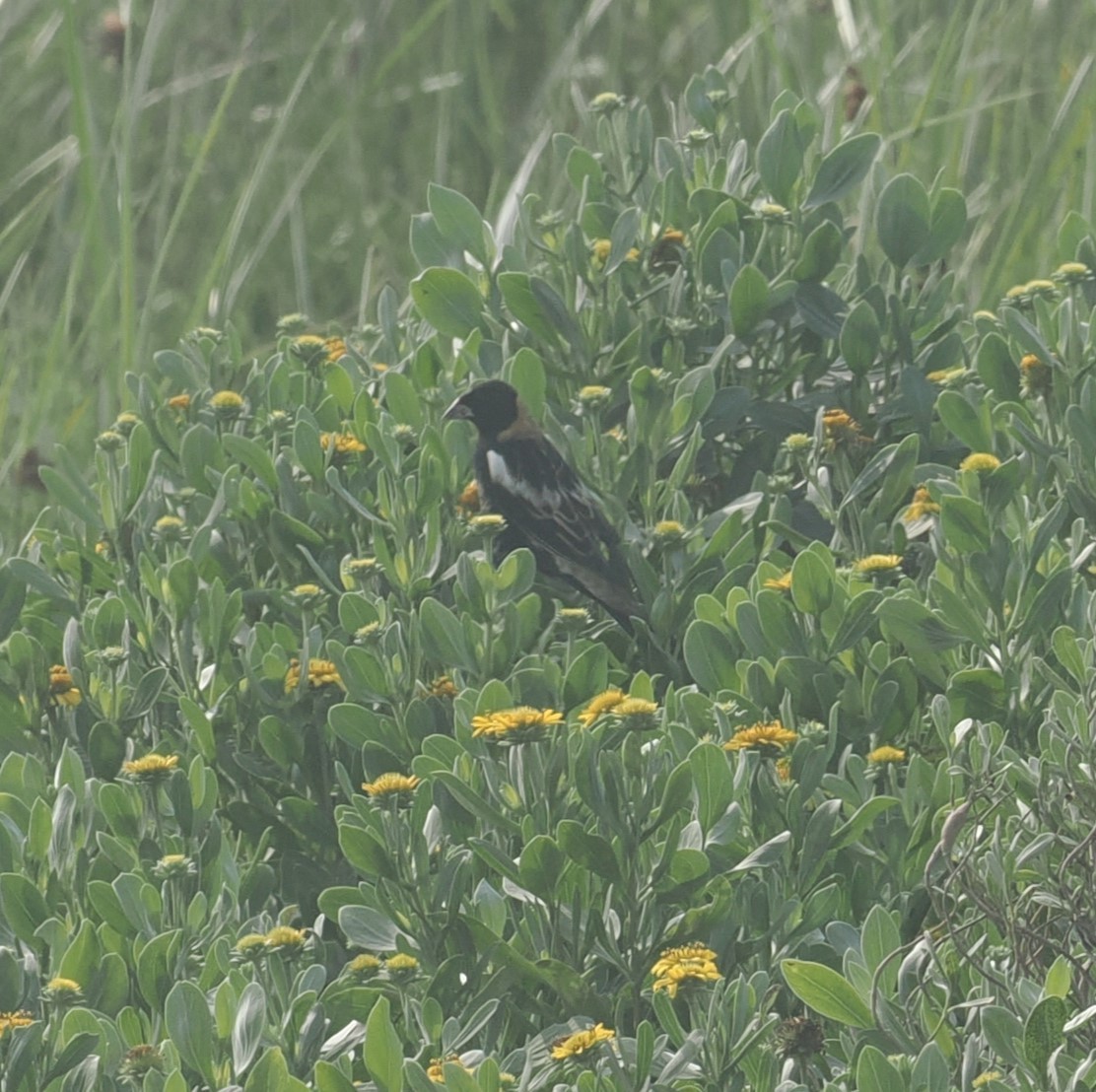 Bobolink - Mark Stevenson