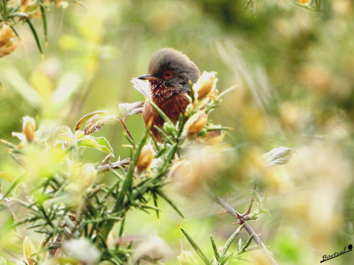 Dartford Warbler - J. Alfonso Diéguez Millán 👀