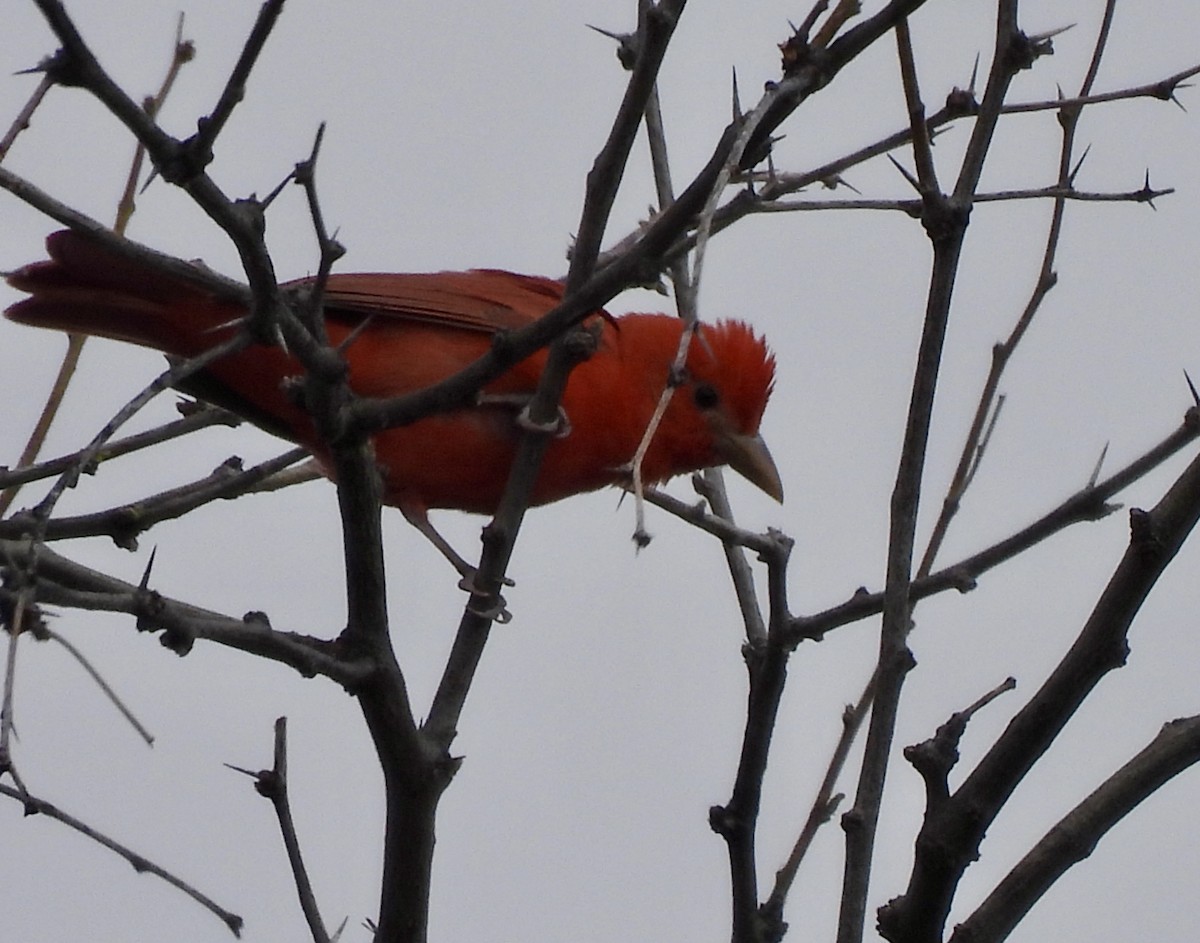 Summer Tanager - ML618083878