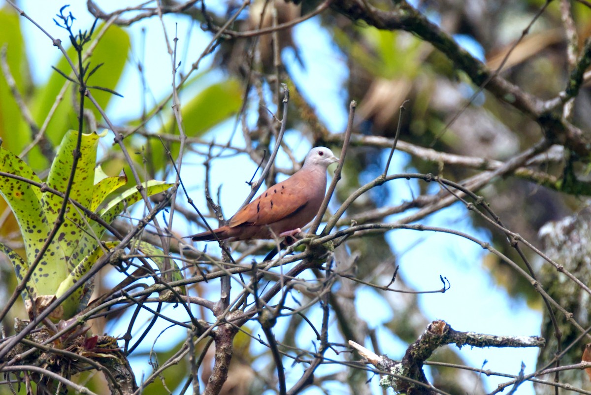 Ruddy Ground Dove - Travis Vance