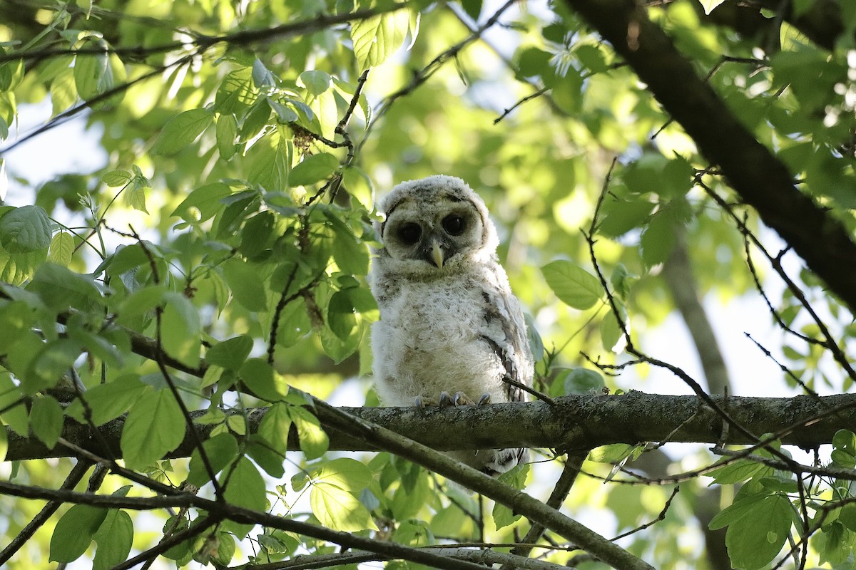 Barred Owl - ML618083891